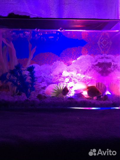 Аквариумные рыбки