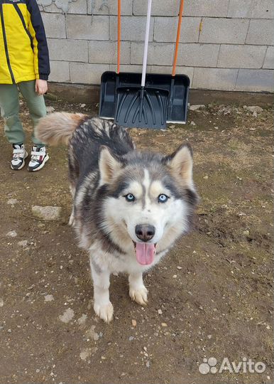 Сибирский хаски