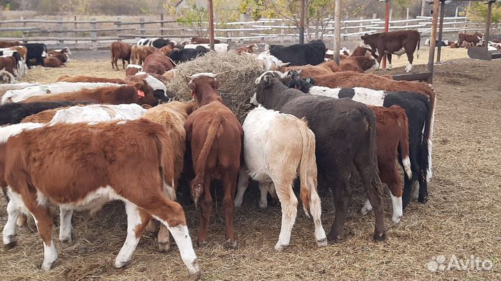 Сементалы герефорды