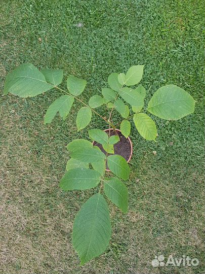 Маньчжурский орех