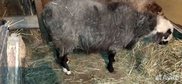 Курдючные бараны на племя