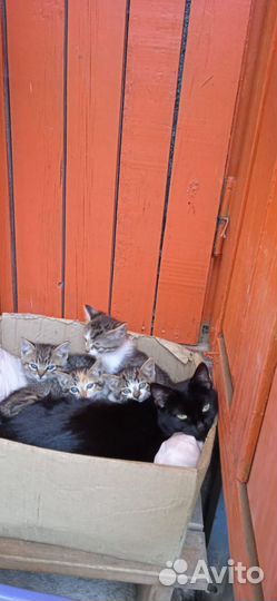 Котята в добрые руки