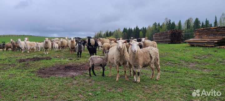 Овцы на Курбан, козы