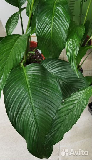 Цветущие делёнки,крупный Спатифиллум Свит Лауретта