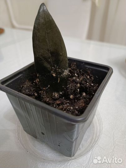 Замиокулькас