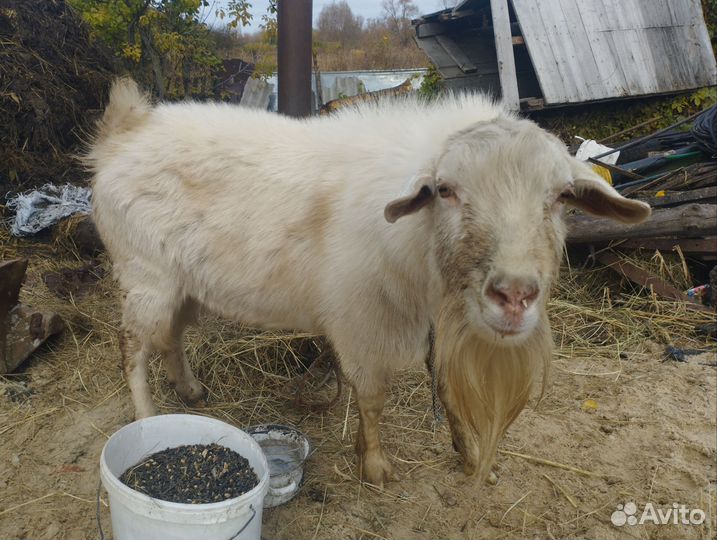 Козел зааненский