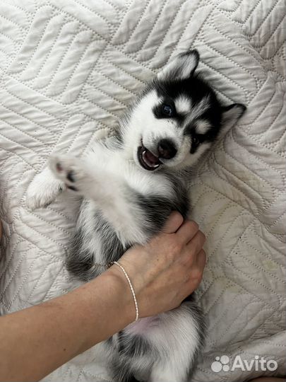 Щенок хаски