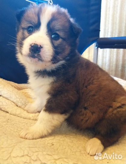 Щенок в ответственные руки бесплатно