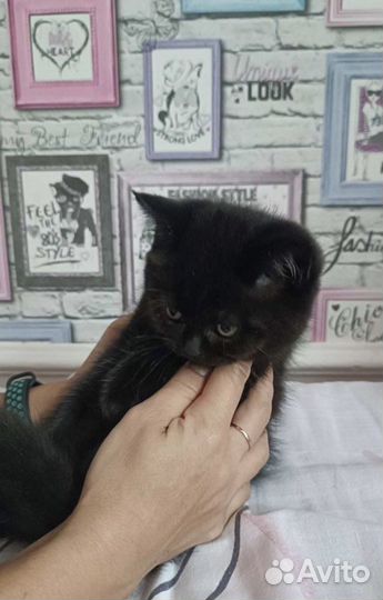 Котята (помесь британской)