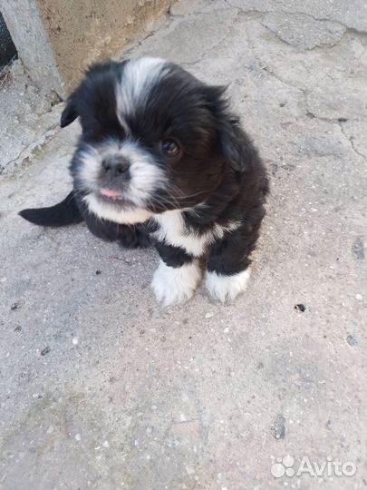 Щенки пекинеса