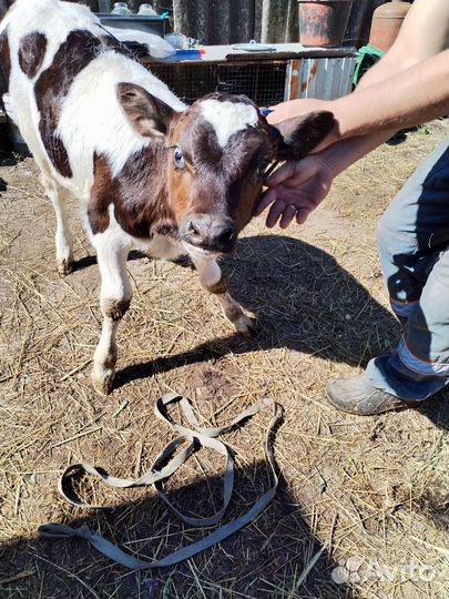 Бычок молочник