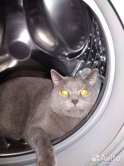 Британский кот на вязку