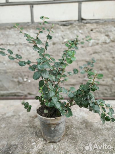 Кизильник декоративный, самшит