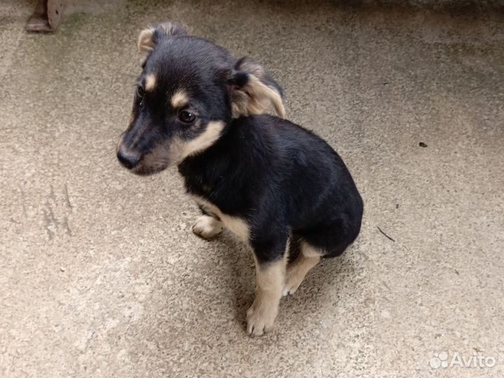 Щенок в добрые руки бесплатно