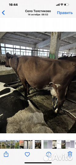 Айширская коровы, телочки Джерси