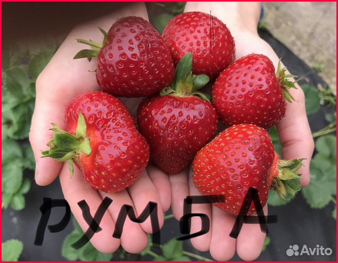 Рассада клубники