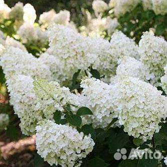Гортензия метельчатая Сильвер Доллар