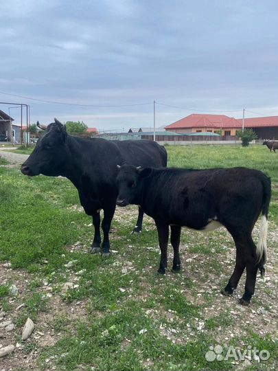 Корова дойная