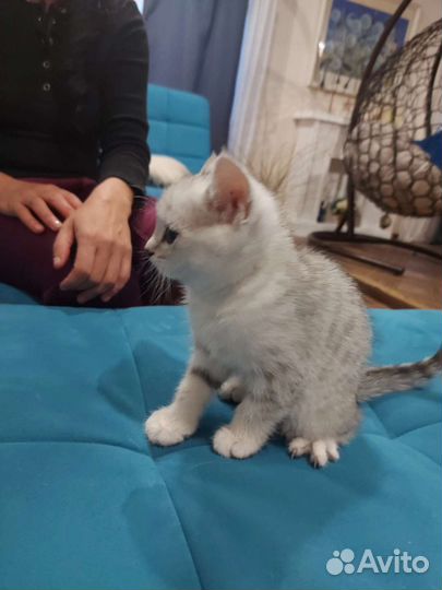 Котята