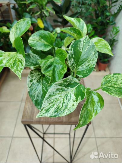 Эпипремнум Marble Queen