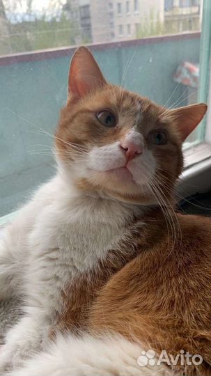 Кот в добрые руки