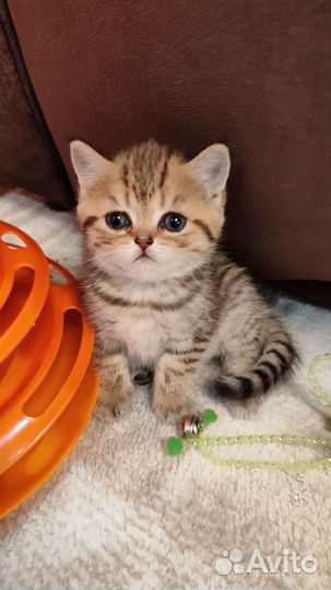 Шотландская