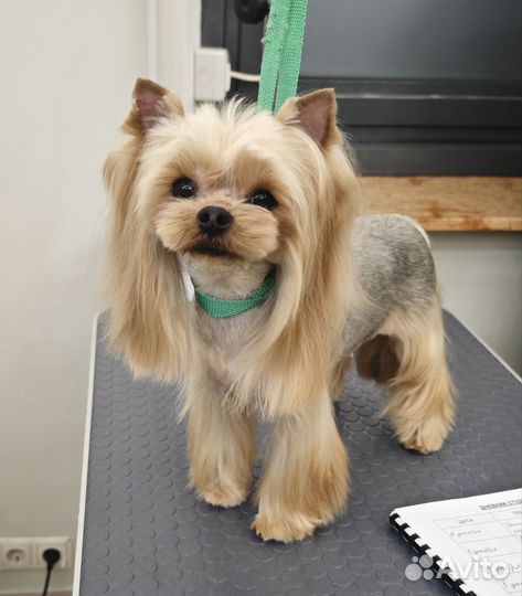 Грумер стрижка собак и кошек