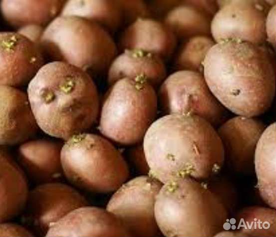 Семенной картофель