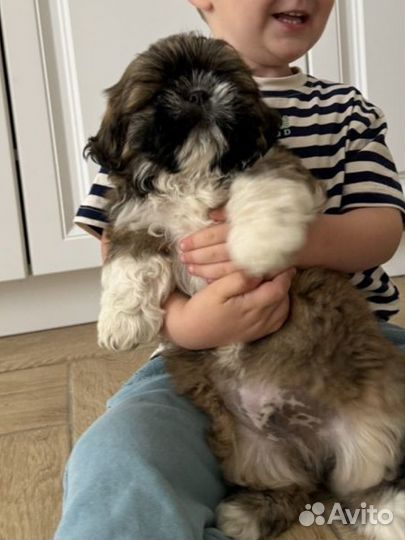 Щенки ши-тцу