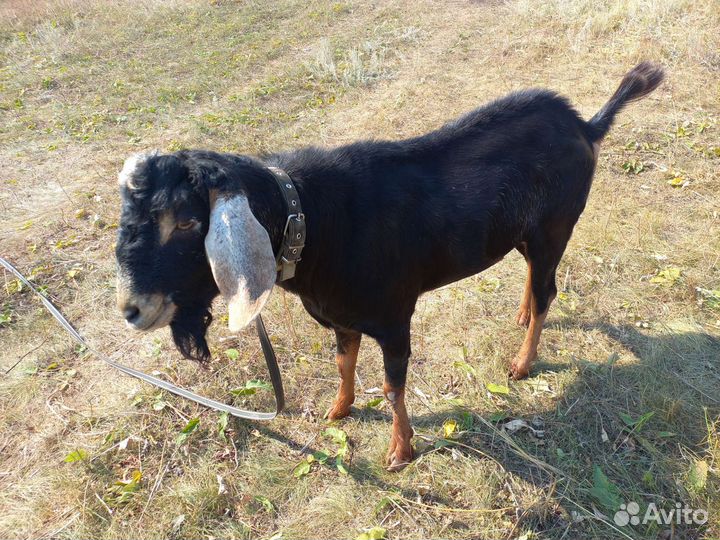 Вязка с Англо-нубийский козёл