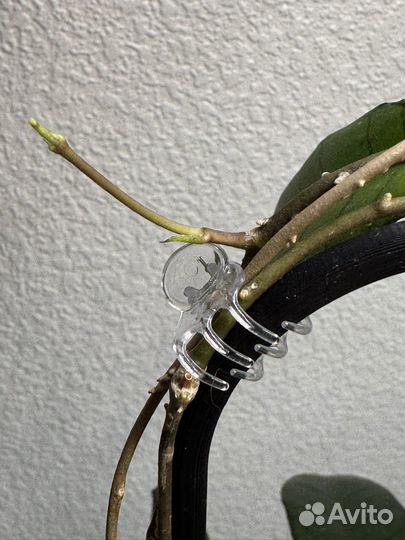 Хойя борнео гунунг гадинг