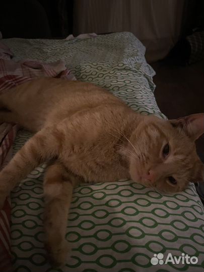 Отдам кота в добрые руки