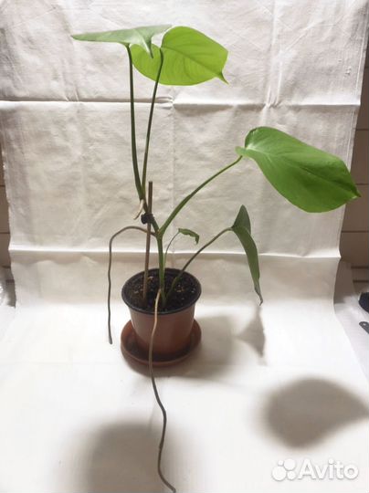 Молодая деликатесная монстерка