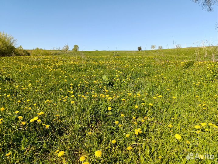 Варенье из одуванчиков