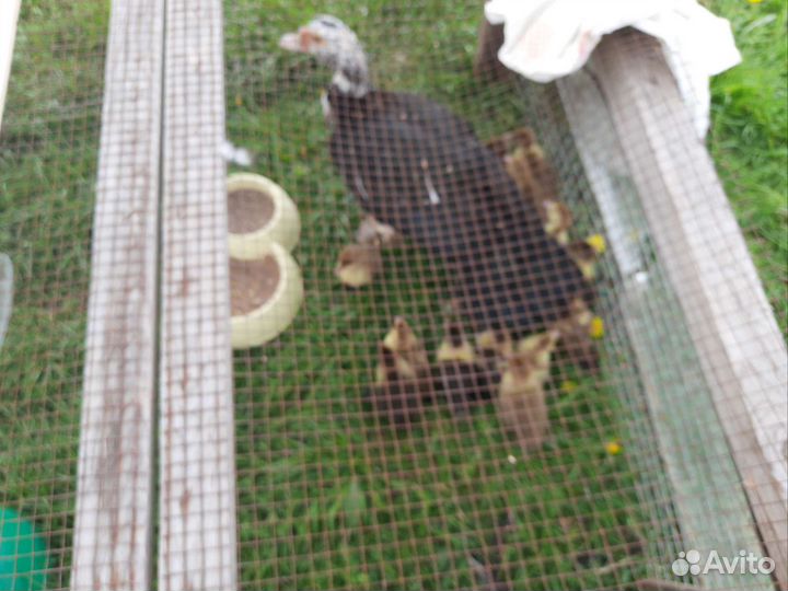 Утята,цыплята