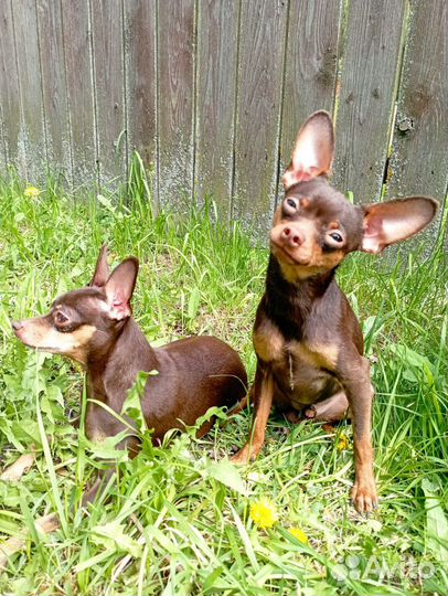 Русский той-терьер вязка