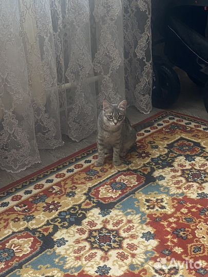 Кошка
