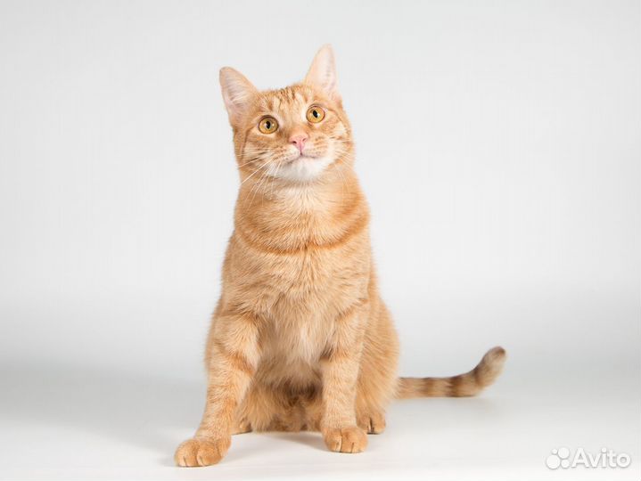 Рыжий молодой ласковый кот Плюшик