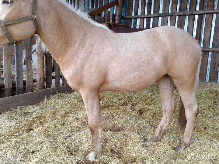 Продам лошадь