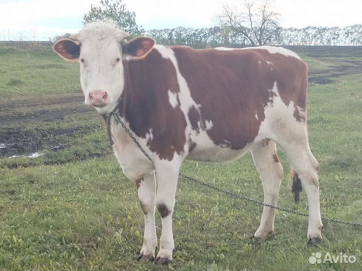 Телки стельные