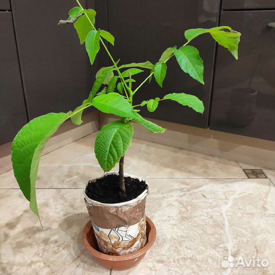 Грецкий орех саженцы