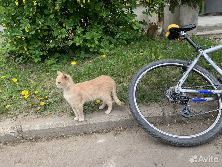 Котенок
