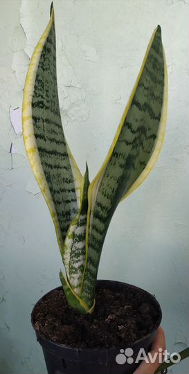 Комнатные растения (разное)