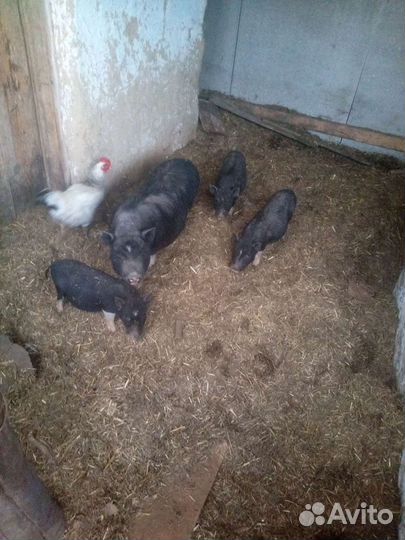 Вьетнамск вислобрюхий поросенок