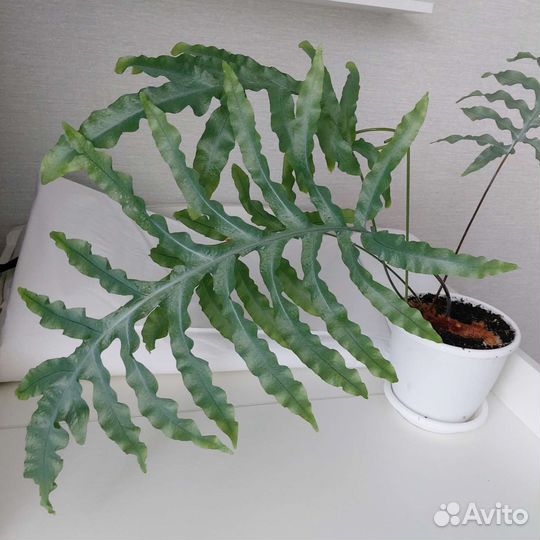 Папоротник нефролепис