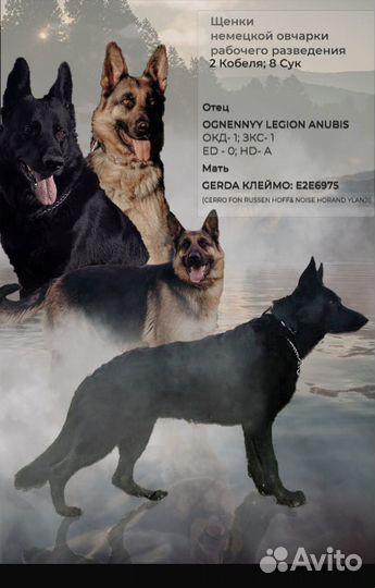Щенки немецкой овчарки