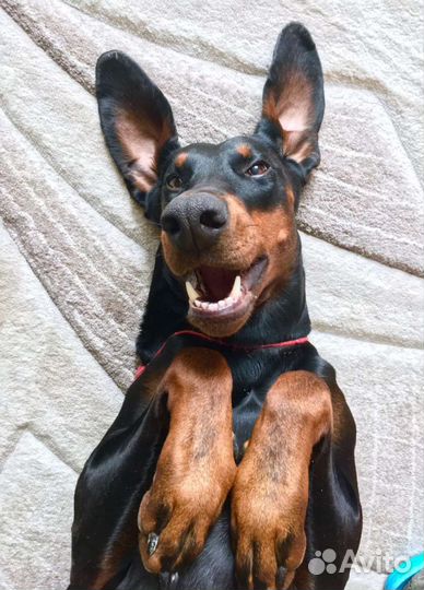 Передержка собак и кошек