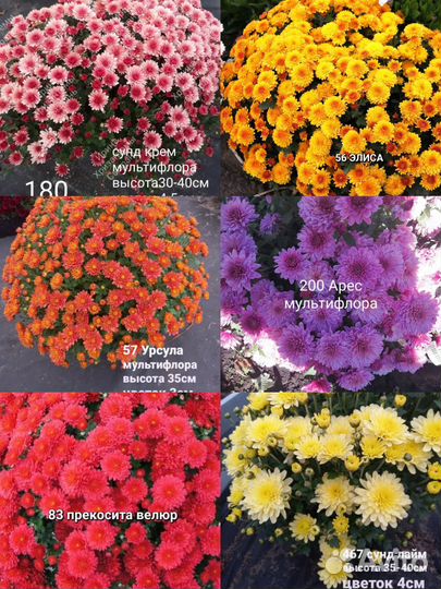 Хризантемы мультифлора