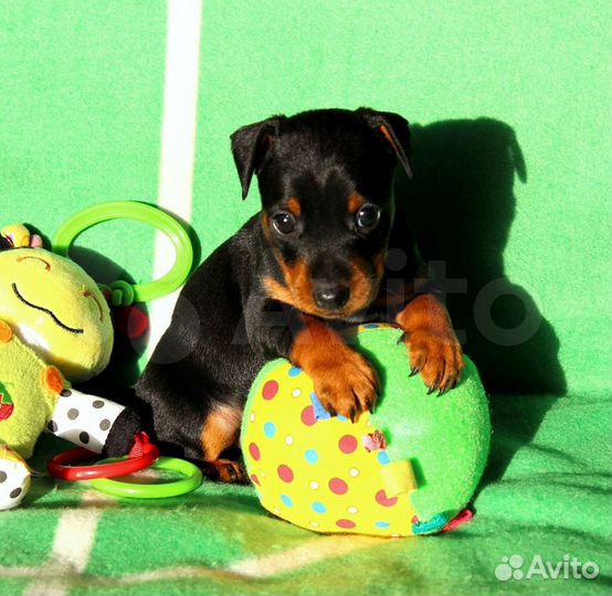 Цвергпинчер(карликовый пинчер)