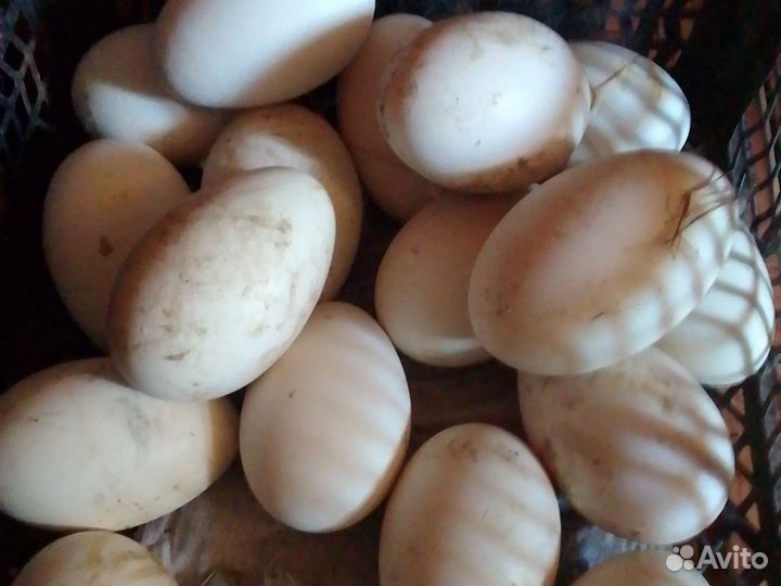 Инкубационное яйцо гусиное